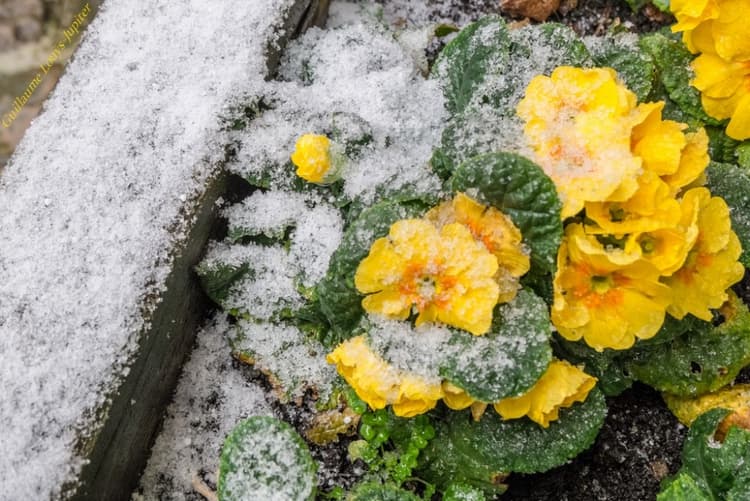 Image d'illustration pour France, Danemark, Etats-Unis - la neige gagne sur terrain 