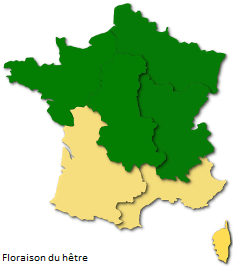 Image d'illustration pour Après le bouleau, les pollens de graminées provoquent des allergies