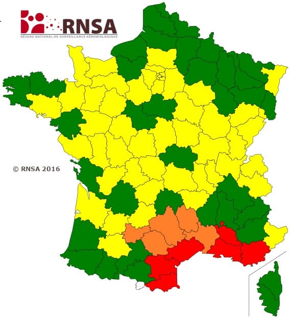 Image d'illustration pour La saison des pollens de bouleau approche au grand dam des allergiques