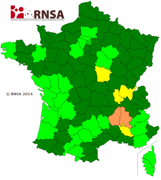 Image d'illustration pour Allergies : les pollens d'ambroisie sont de retour