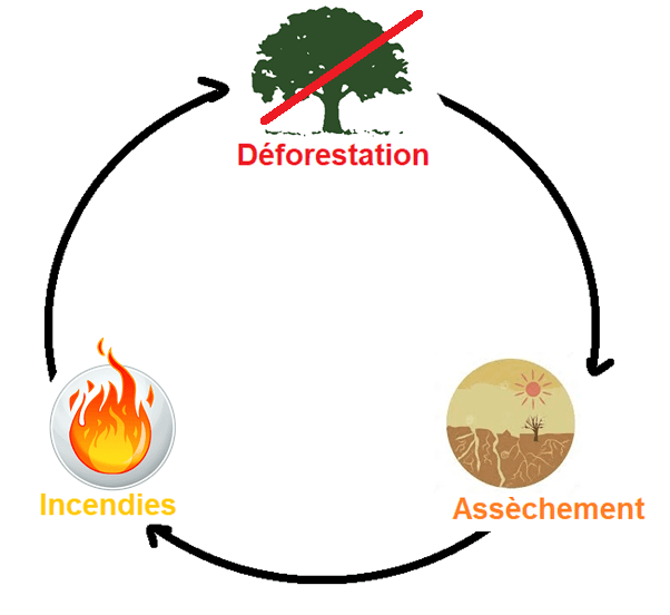 Image d'illustration pour Incendies en Amazonie, une catastrophe écologique mondiale en devenir