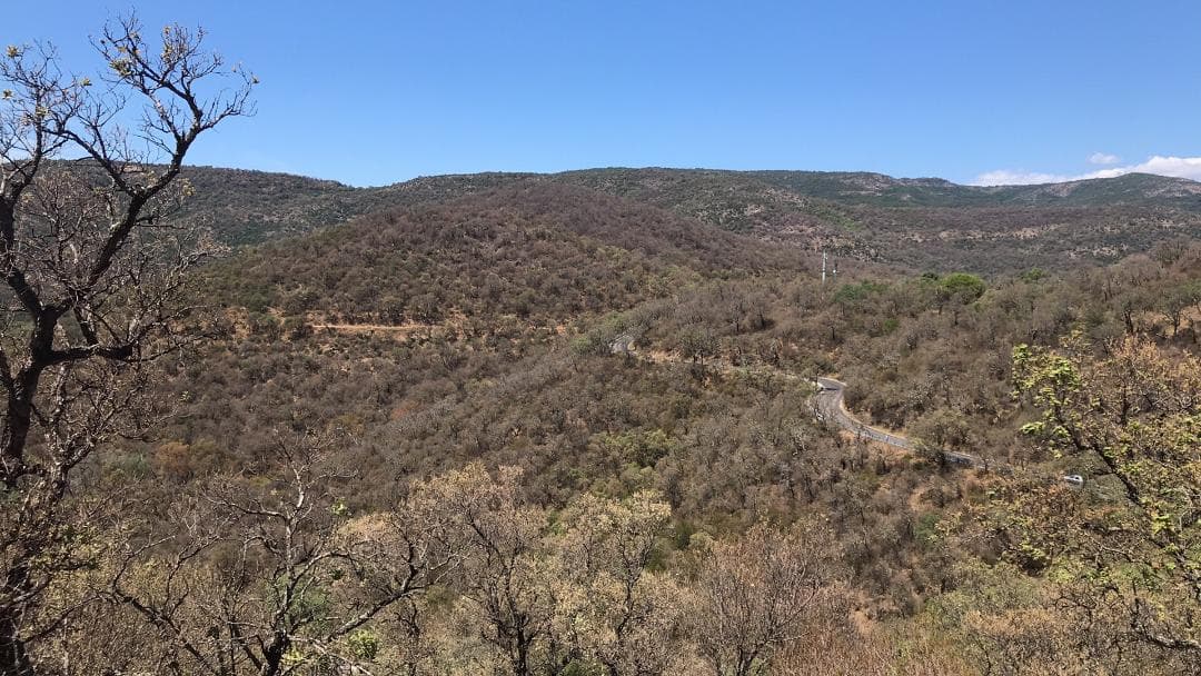 Image d'illustration pour Sécheresse - dépérissement massif des forêts en France